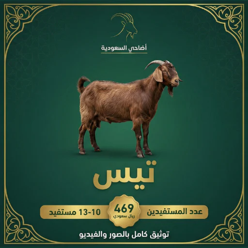 تيس / ماعز